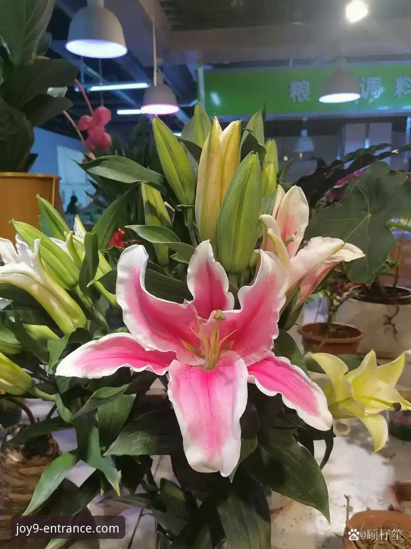 九游会体验金 九游会体验金:真金白银的馈赠 vs 营销策略的博弈